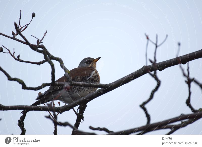 Winter is ... Juniper thrushes everywhere. Cloudless sky Beautiful weather Tree Bushes Twigs and branches Berries Berry bushes Park Forest Animal Wild animal