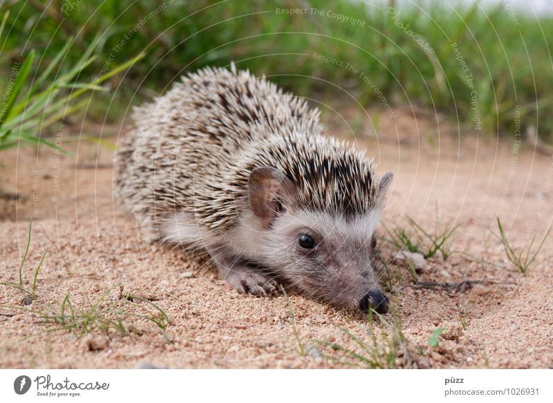 hedgehogs Environment Nature Animal Summer Beautiful weather Wild animal Animal face 1 Baby animal Sand Small Thorny Brown Green Hedgehog Spine Eyes Nose Grass