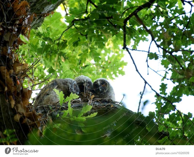 Glug together (sibling love) Environment Nature Tree Branch Oak tree Leaf canopy Forest Animal Wild animal Bird Owl Chick young branch 3 Baby animal