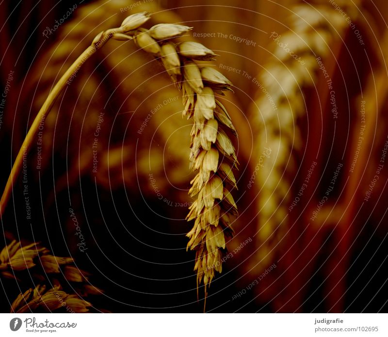 wheat Wheat Field Agriculture Yellow Summer Growth Flourish Food Ear of corn Plant Vegetarian diet Grain Orange Gold Harvest panic