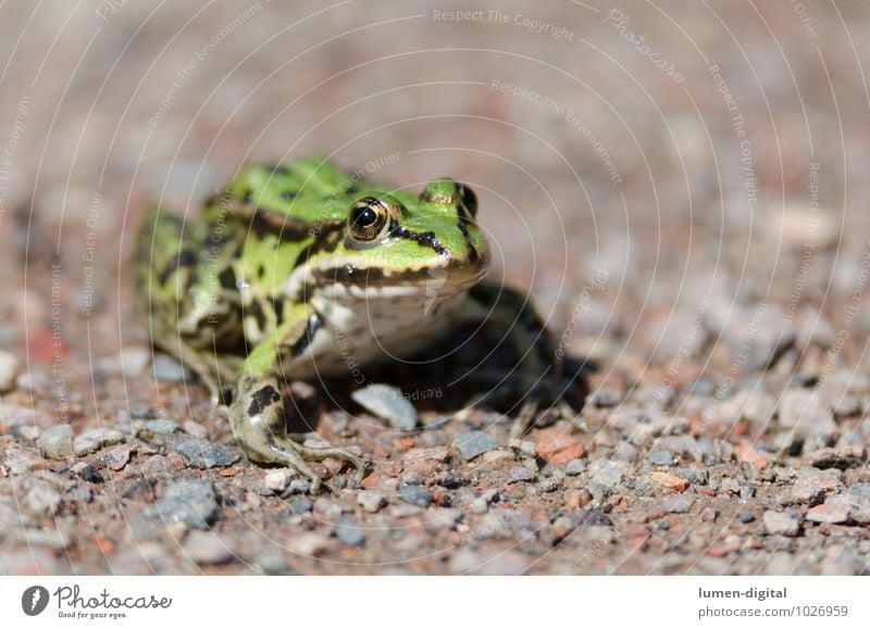 Tree frog sits on gravel path Nature Animal Water Lanes & trails Wild animal Frog 1 Stone Sand Glittering Crouch Sit Authentic Green Adventure Relaxation