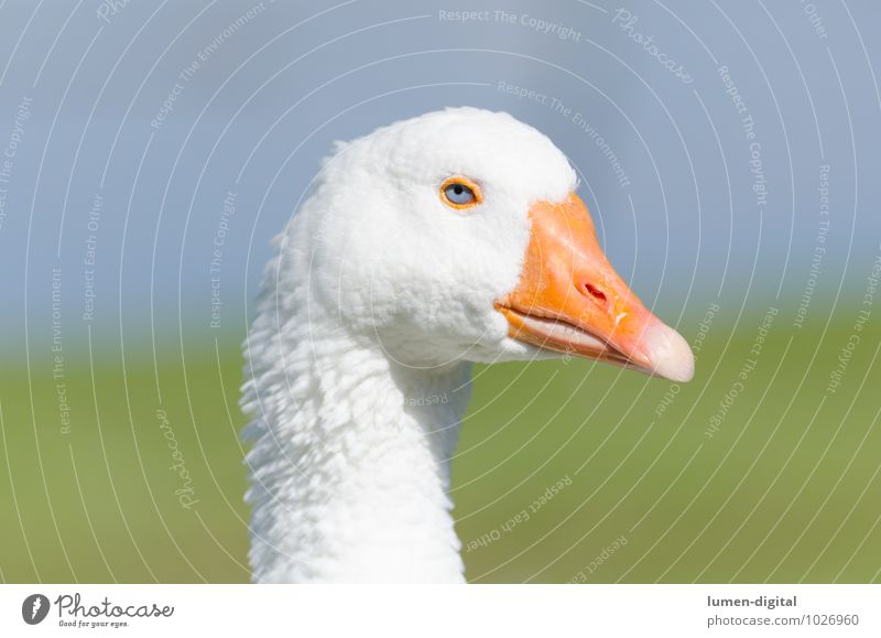 head and neck of a goose Meat Head Eyes Beak Environment Water Bird Bright Yellow White feathers Goose Poultry Neck fat Portrait photograph Profile chatter