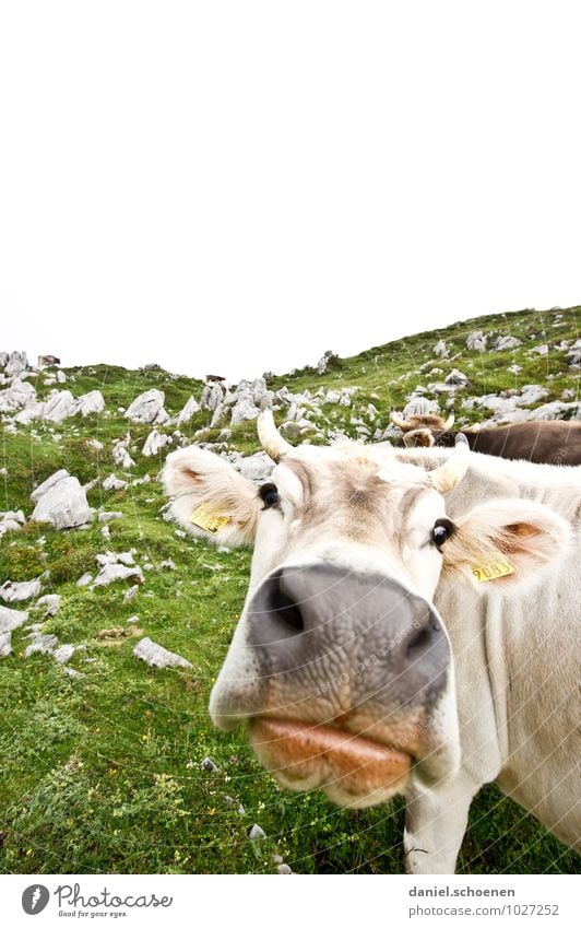 Thick lip Vacation & Travel Tourism Mountain Alps Farm animal Cow 1 Animal Looking Bright Green White Subdued colour Copy Space top Wide angle Animal portrait
