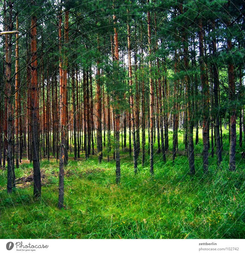 forest Forest Tree Coniferous forest Coniferous trees Wood Fairy tale Wolf Green Meadow Forest walk Romance Leisure and hobbies Tree trunk grass clearing