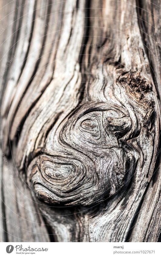 gnarled Nature Wooden board Old Dark Authentic Simple Uniqueness Natural Brown Muddled Gnarled Headstrong Life line Weathered Patina Indefinable Colour photo
