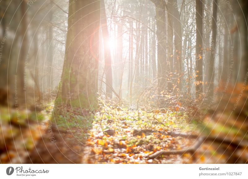 forest sun Environment Nature Sun Sunlight Autumn Tree Forest Bright Warmth Autumnal Automn wood Tree trunk Leaf Autumn leaves Colour photo Exterior shot Day