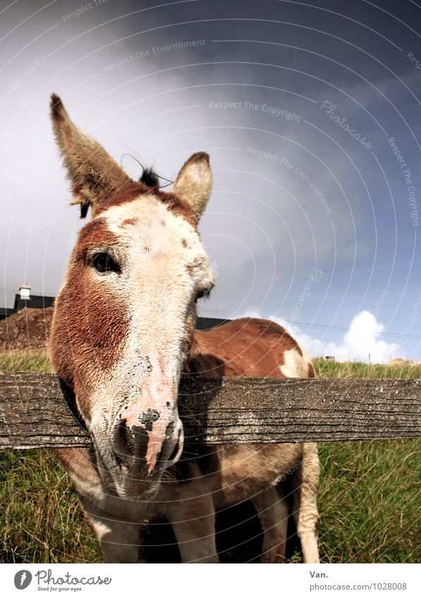 Keep your ears stiff at all times Nature Animal Sky Clouds Autumn Grass Meadow Ireland Farm animal Animal face Donkey 1 Looking Curiosity Cute Fence Wood
