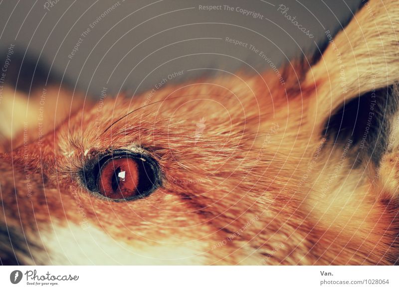 Look me in the eye Nature Animal Wild animal Dead animal Animal face Pelt Fox Eyes 1 Orange Colour photo Subdued colour Interior shot Close-up Detail Deserted