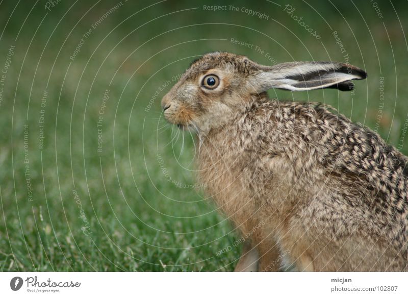 coward Hare & Rabbit & Bunny Animal Snout Cute Wild animal Motionless Grass Ready to start Walking Looking Beautiful Living thing Jump Hop Lawn Profile Nature
