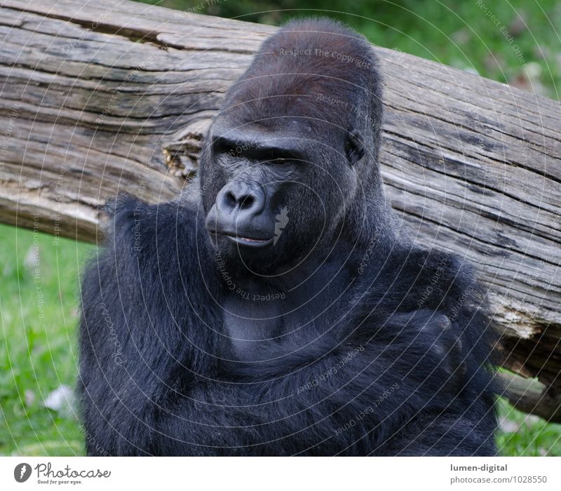 gorilla Animal Zoo Gorilla monkey Apes 1 Wood Think Old Athletic Black Environment Environmental protection Monkeys breast portrait King Kong Head ears
