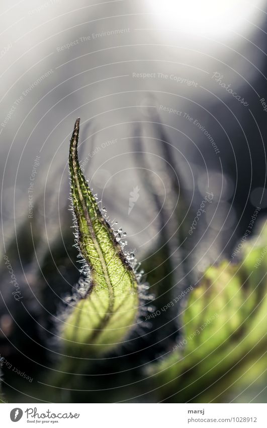 Elegant Tristesse Nature Summer Autumn Plant Leaf Agricultural crop sunflower leaf Sepal Sunflower Exceptional Threat Dark Authentic Simple Creepy Cold Wet