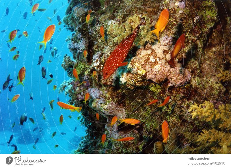 see the sea Coral Dive Multicoloured Vacation & Travel Ocean Red Sea Underwater photo Fish Nature