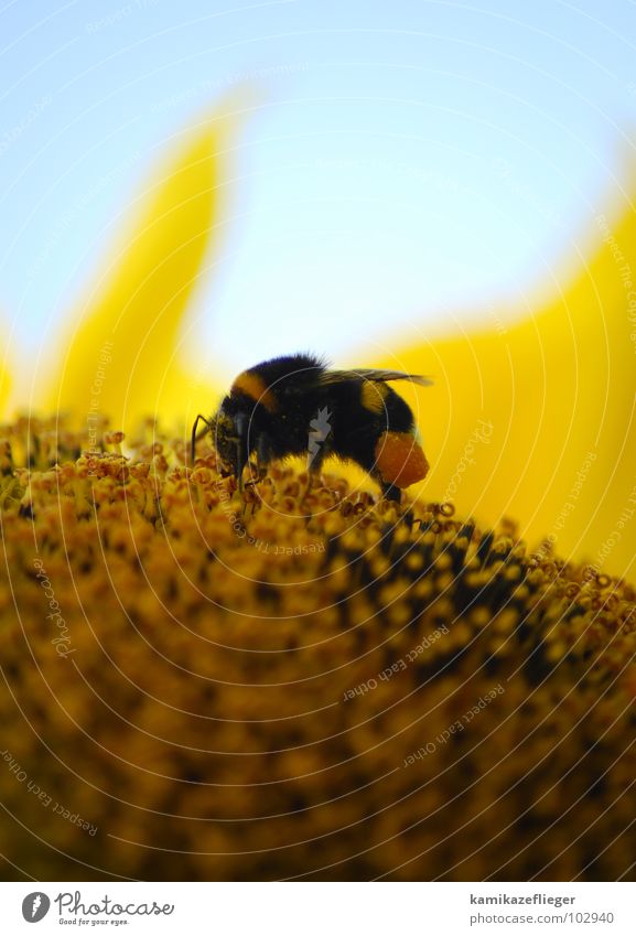and a little bit of a............................ Wasps Sunflower Honey Yellow Brown Summer Legs Insect Collection Sweet Bumble bee Bee? Pollen Pistil Wing Sky
