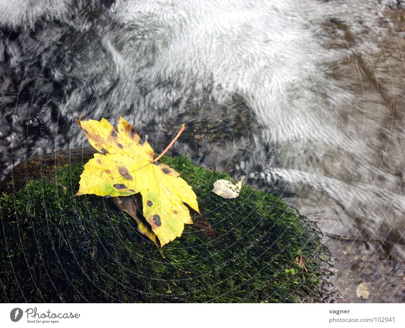 autumn Leaf Yellow Brook Mountain stream Autumn Multicoloured Long exposure River Water Stone autumn mood