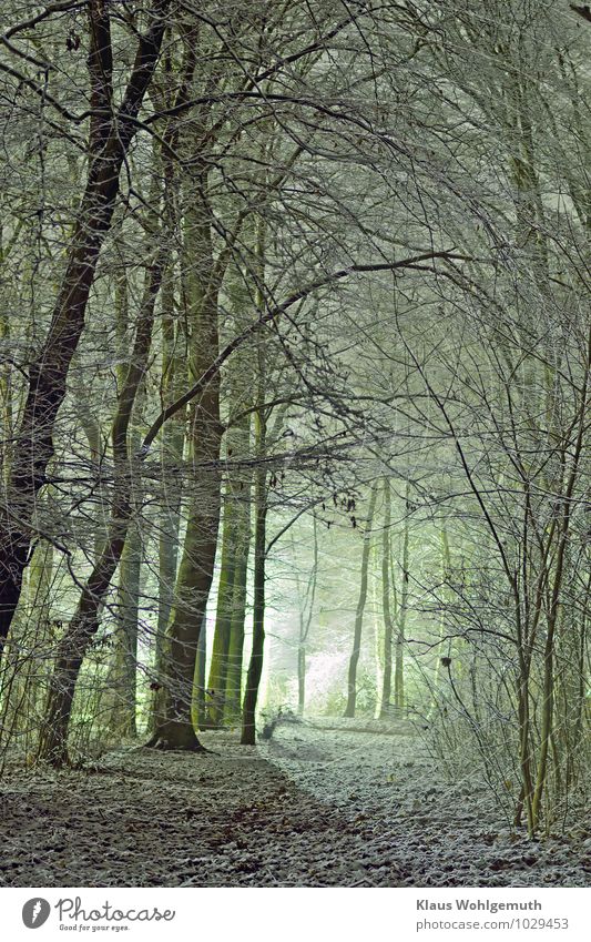 winter in the park Environment Nature Plant Winter Ice Frost Snow Tree Bushes Park Forest Freeze Illuminate Blue Brown Gray Green White Colour photo