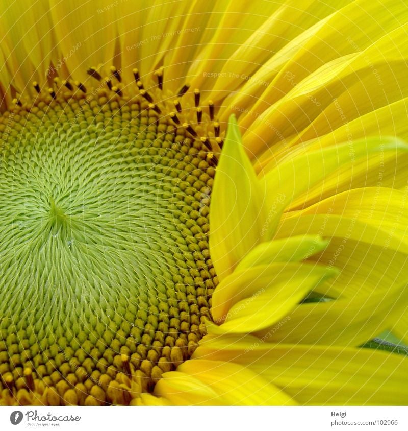 Detail of a sunflower with excellent petals Sunflower Blossom Flower Blossom leave Yellow Green Brown Kernels & Pits & Stones Summer July Brilliant Pattern