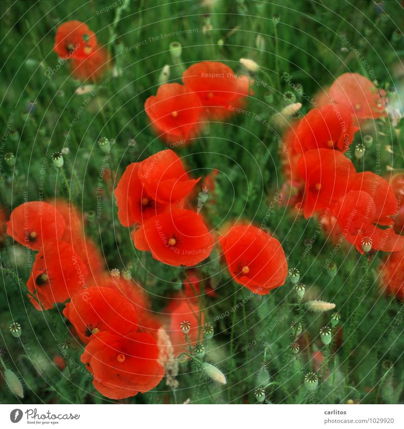 Day of the month 2 Poppy Red Flower Blossom Capsule Blossom leave Green Blur Double exposure