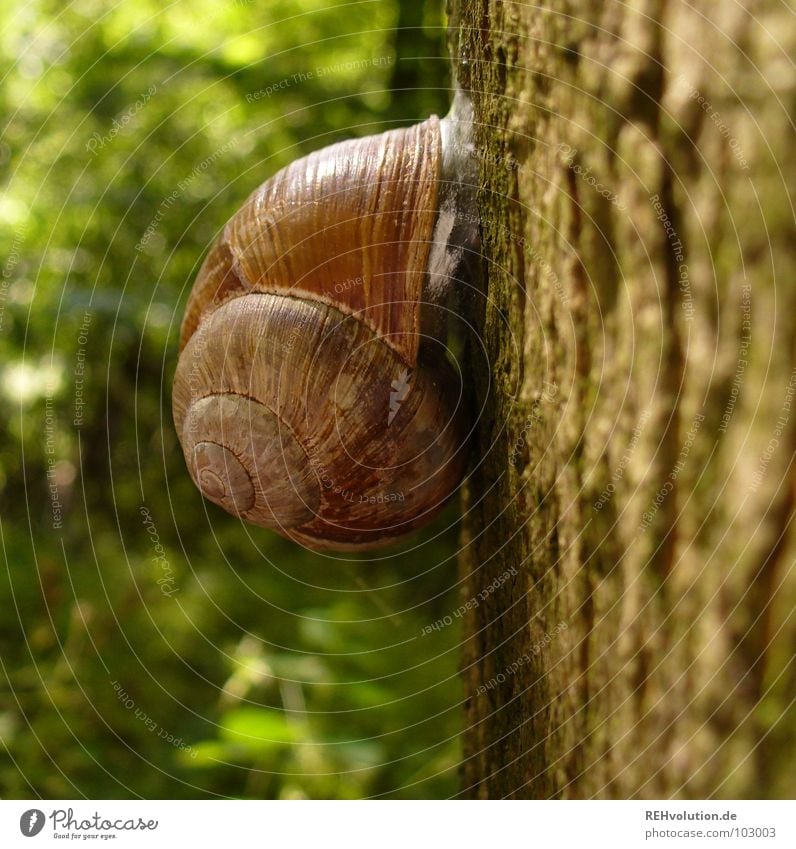 hey snail! Tree Forest Snail shell Retreat Withdraw Stick To hold on Green Wilderness Animal Plant Tree bark Tree trunk Macro (Extreme close-up) Close-up