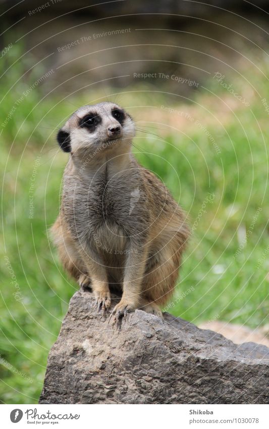 sea cat Wild animal Zoo 1 Animal Sit Cute Brown Gray Attentive Meerkat Colour photo Exterior shot Close-up Deserted Copy Space top Day Central perspective