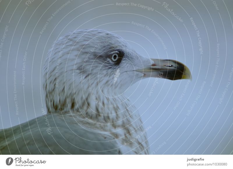 seagull Nature Animal Climate Coast Beach Ocean Wild animal Bird Animal face Seagull Silvery gull 1 Looking Wait Cold Natural Moody Calm Colour photo