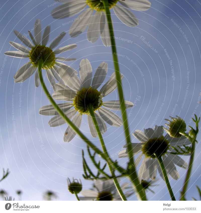 Close-up of margarites from the frog's eye view in front of a blue sky Flower Blossom Chamomile Blossom leave Stalk Clouds Green White Yellow Blossoming Field