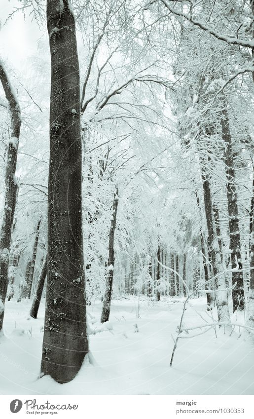 Snowy winter forest Environment Nature Landscape Winter Climate Climate change Ice Frost Snowfall Foliage plant Forest White Emotions Moody Romance Loneliness