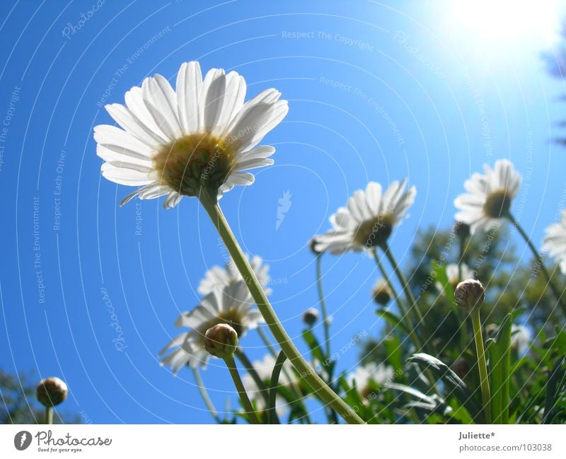 Beetle perspective III Flower Sweet Beautiful White Green Against Lighting Summer magarites Blue Sun Sky