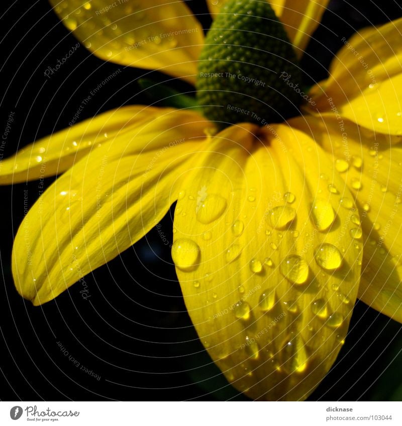 Yellow on black Black Flower Summer Flower power Drops of water Structures and shapes Water Rope Wrinkles seventees leafs structure more to come!