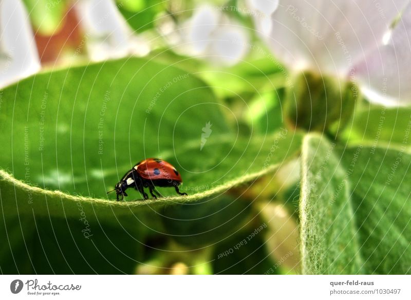 a long way Animal Leaf Blossom Apple tree Apple tree leaf Beetle Ladybird Fresh Glittering Natural Green Red Calm Endurance Colour photo Close-up
