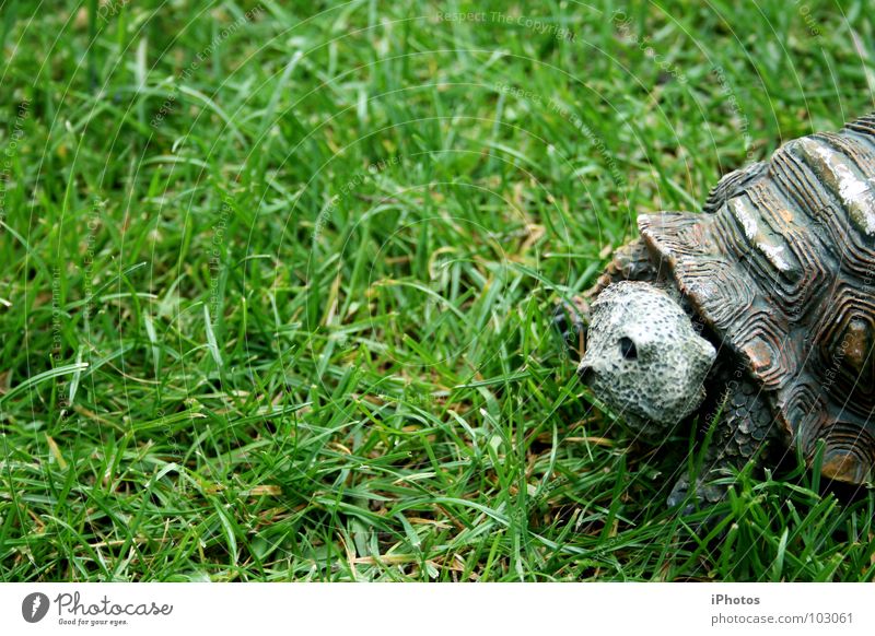 no hero - turtle! Turtle Animal Grass Green Meadow Zoo Reptiles Enclosure Pattern Furrow Living thing Mow the lawn Blade of grass Slowly Discover Juicy To feed