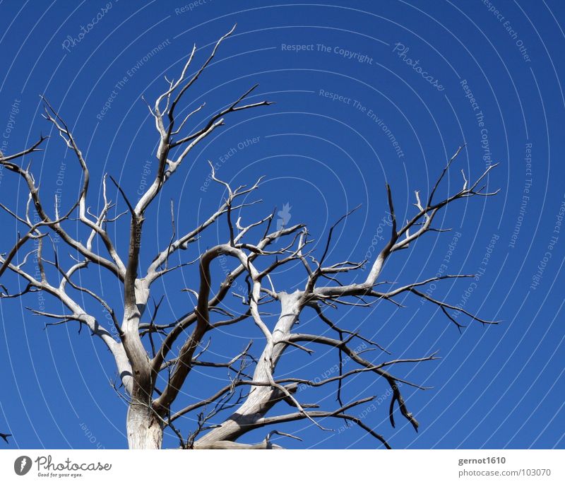 skeleton Tree Skeleton Dry Drought Leafless Physics Gray Black Pallid Bleached Death Ecological Disaster Hole in the ozone layer Sunlight Radiation Wood France
