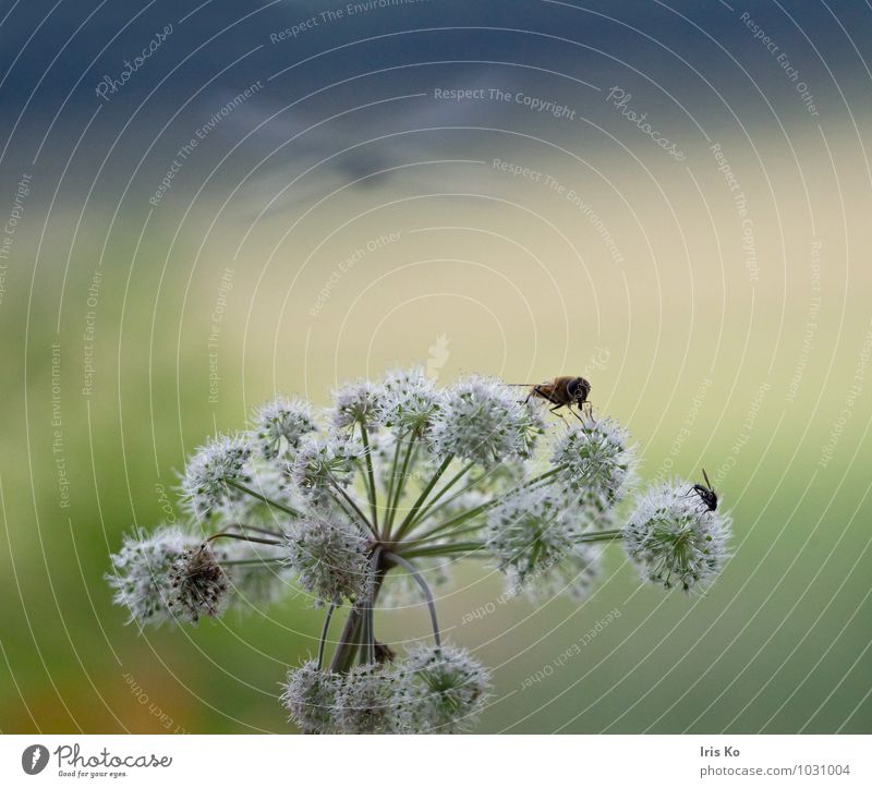 summertime Nature Landscape Plant Animal Sunlight Summer Beautiful weather Flower Umbellifer Meadow Wild animal Fly Wing Dragonfly Hover fly 3 Blossoming Flying