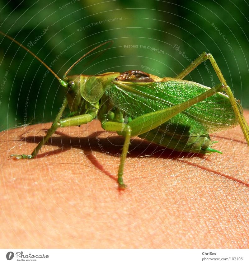 Green hay 01 (Tettigonia viridissima) Great green bushcricket Long-horned grasshopper Locust House cricket Feeler Summer Insect Animal Hop Jump Living thing