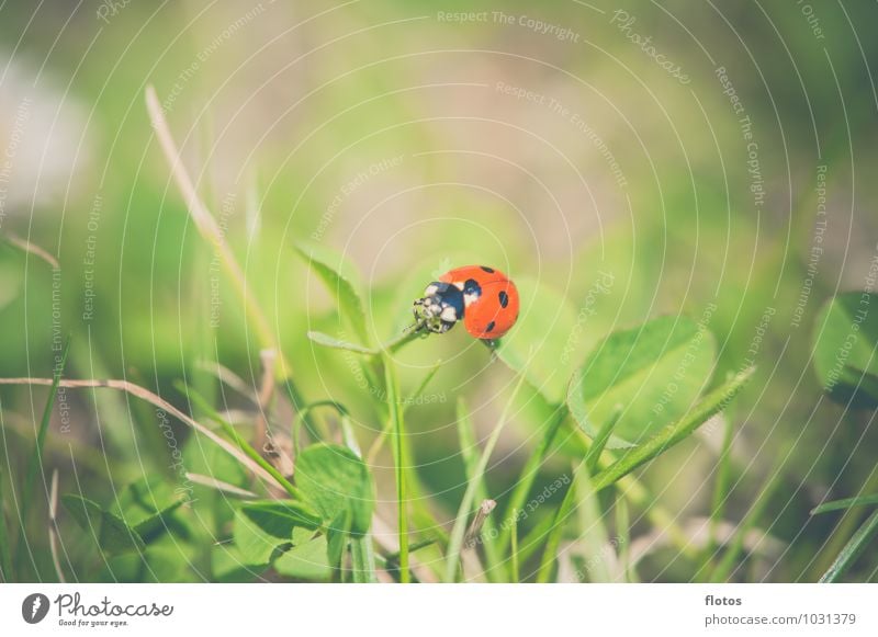 red-black Nature Summer Beautiful weather Grass Meadow Animal Wild animal Beetle Crawl Natural Brown Green Red Black Love of animals Calm Colour photo