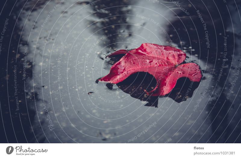 red october Nature Water Autumn Bad weather Rain Plant Leaf Foliage plant Cold Wet Natural Under Gray Red Black Emotions Sadness Grief Loneliness Colour photo