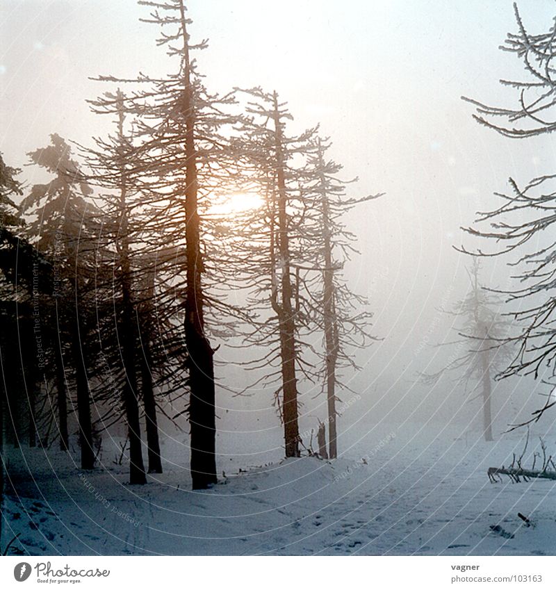 Erz Mountains Winter Forest Tree Fog Environmental pollution Acid rain Snow Evening