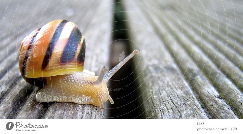 border transgression Animal Feeler Snail shell Barrier Break Slowly Crawl Gutter Border Border crossing Small Cute Balcony Concentrate Macro (Extreme close-up)