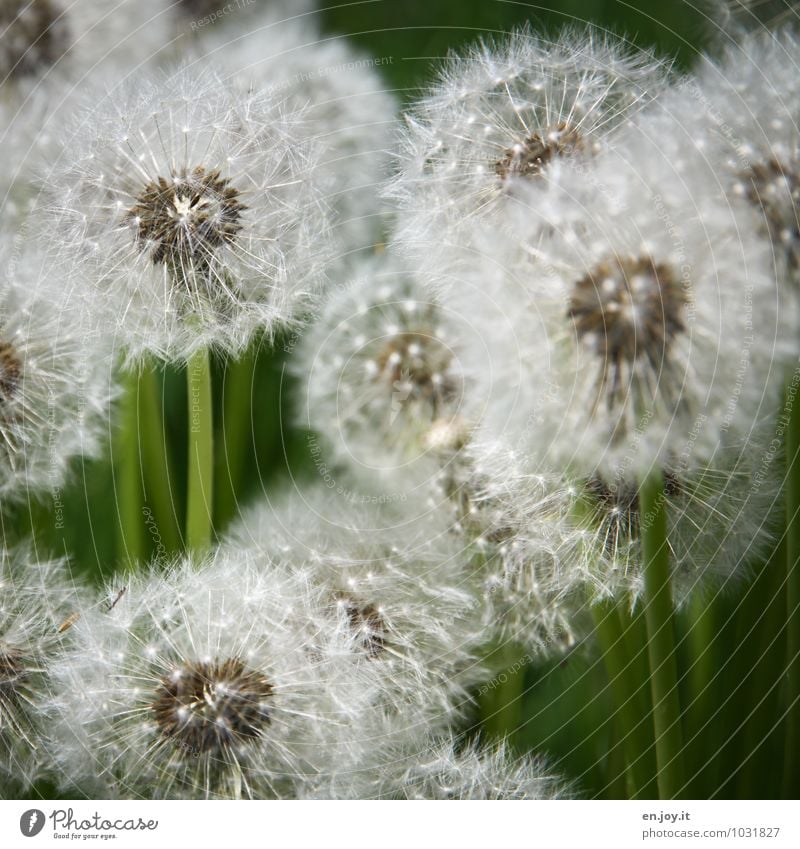 Before Thanksgiving Environment Nature Plant Spring Summer Flower Blossom Wild plant Dandelion Taraxacum officinale Meadow Blossoming Growth Green White