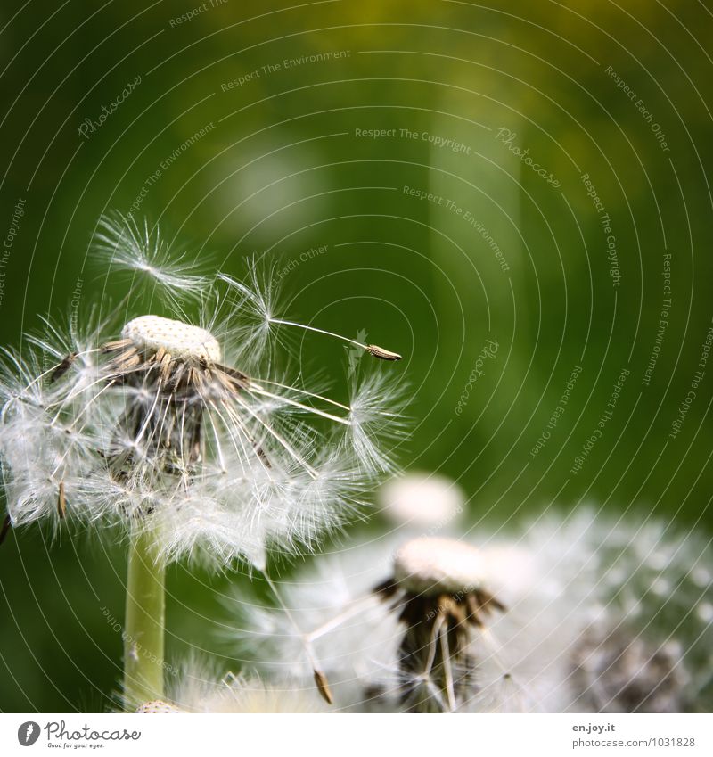 afterwards Feasts & Celebrations Mother's Day Birthday Nature Plant Spring Summer Climate Flower Wild plant Taraxacum officinale Dandelion Meadow flower