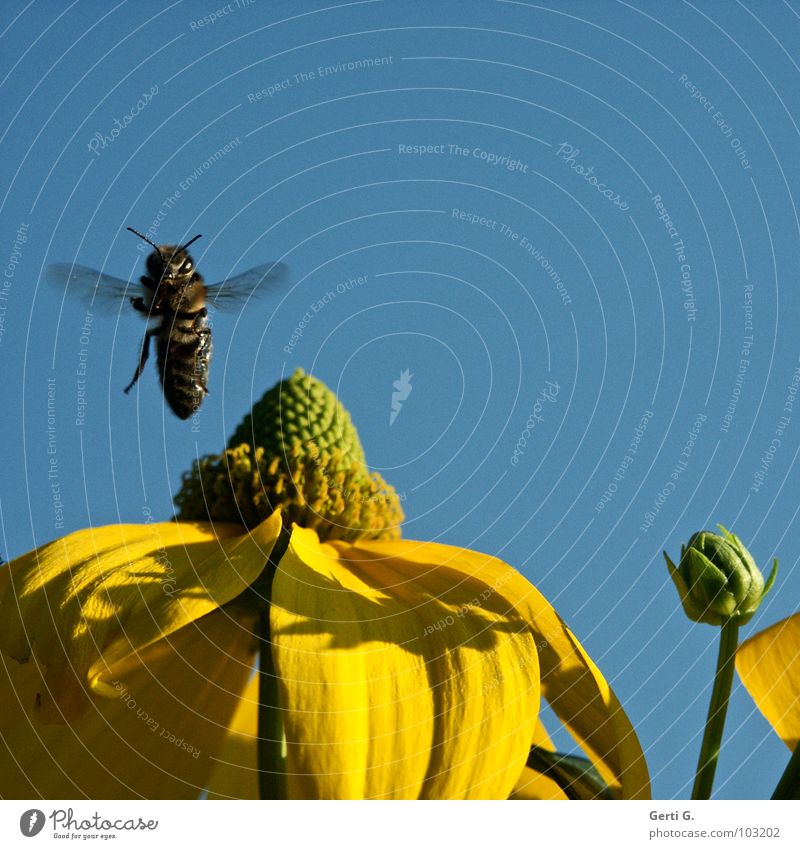 vertical take-off plane Hover Jump Happiness Multicoloured Feeler Vertical Harrier Honey Bumble bee Bee Yellow Sky Blue sky Bee-keeper Striped Black Insect