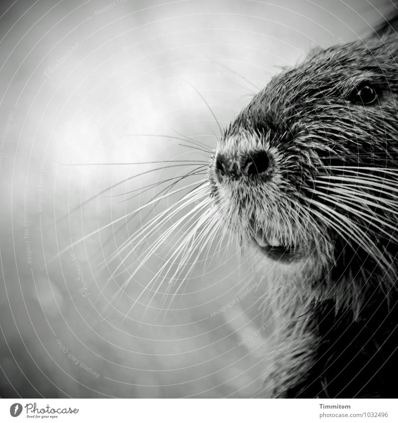 What to drink? Animal Animal face Nutria 1 Looking Wait Friendliness Natural Gray Black White Emotions Joy Black & white photo Shallow depth of field