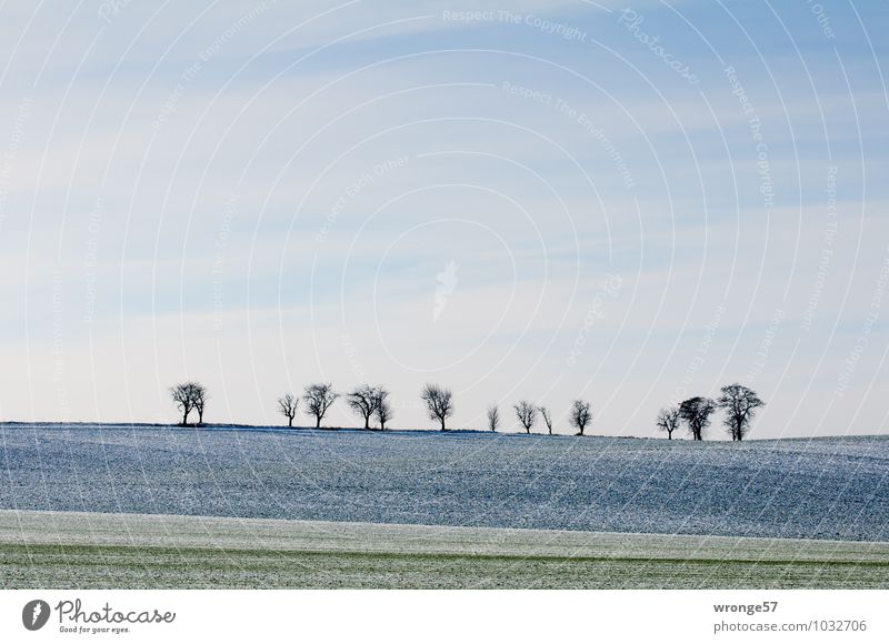 A breath of winter Environment Plant Earth Sky Clouds Winter Snow Tree Field Hill Magdeburg Börde Cold Blue Green White Landscape Snowscape Edge Arable land