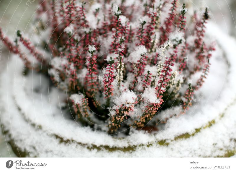 ice cabbage Nature Plant Winter Weather Ice Frost Flower Blossom Heather family Blossoming Freeze Cold Pink Red White Climate Snow Colour photo Exterior shot