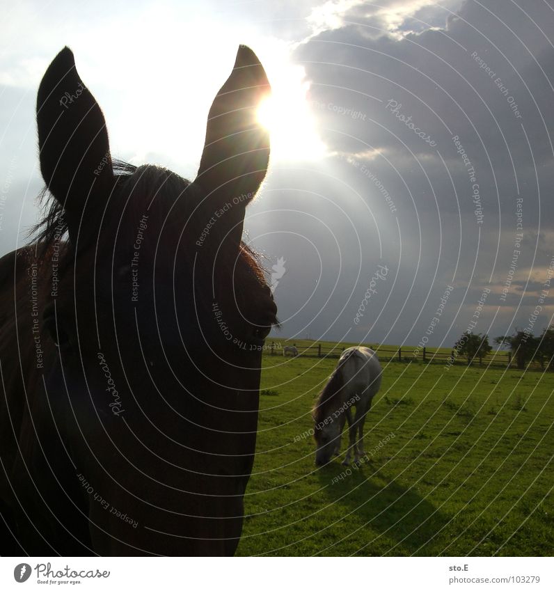 almost a donkey Horse Meadow Barn Farm Village Rural Fence Green Light Breach Animal Beautiful Snout Horse's muzzle Large Mane Pelt Glittering Clouds