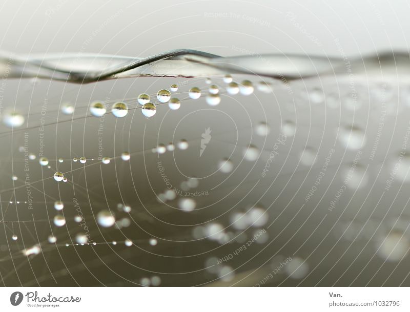 pearl necklace Water Drops of water Electrified fence Spider's web Fresh Wet Gray String Colour photo Subdued colour Exterior shot Detail