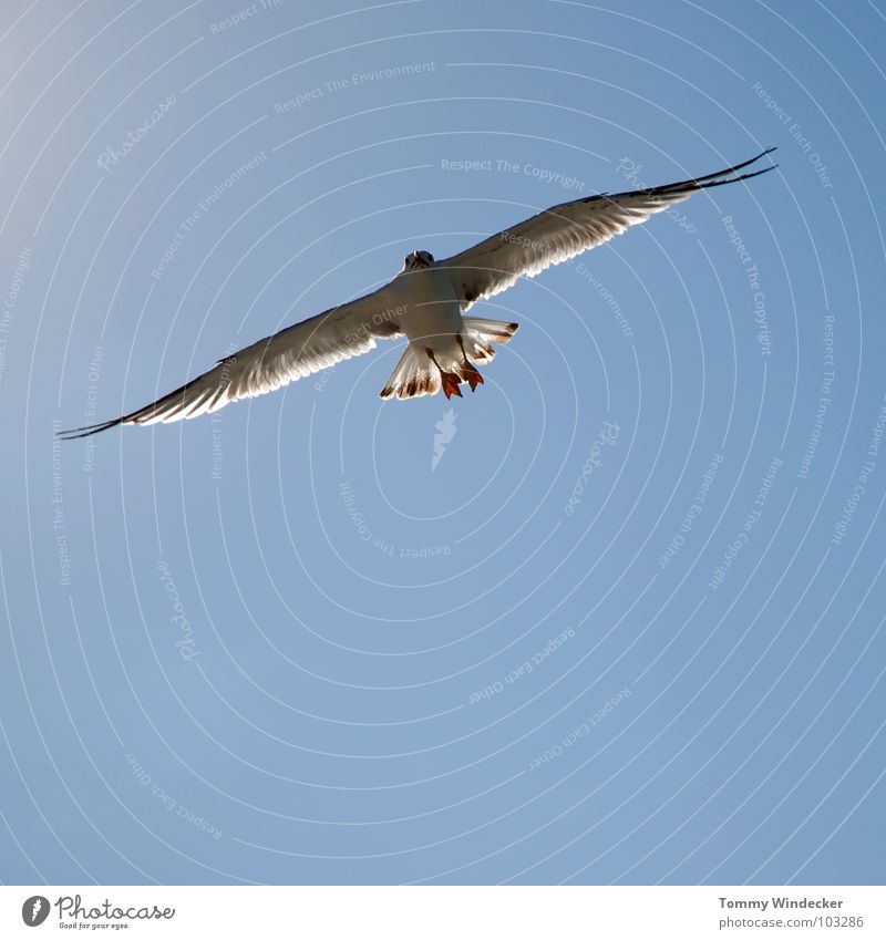 Mövenpic III Seagull Bird Sky blue Peace Summer Ocean Lake Hover Sailing Low-flying plane Ease Light heartedness Foraging Aviation Airworthy Beach Infinity Free