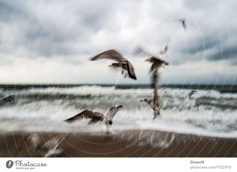 flapping Animal Wild animal Bird Group of animals Flock Blue Brown White Abstract Seagull Coast Beach Wind Waves Colour photo Subdued colour Exterior shot