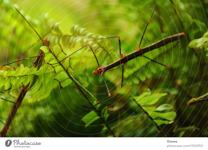stick insect Animal Insect ghostly fright phasmids Virgin forest Green Nature Leaf Fern Pteridopsida Legs Feeler Locust Copy Space top Shallow depth of field
