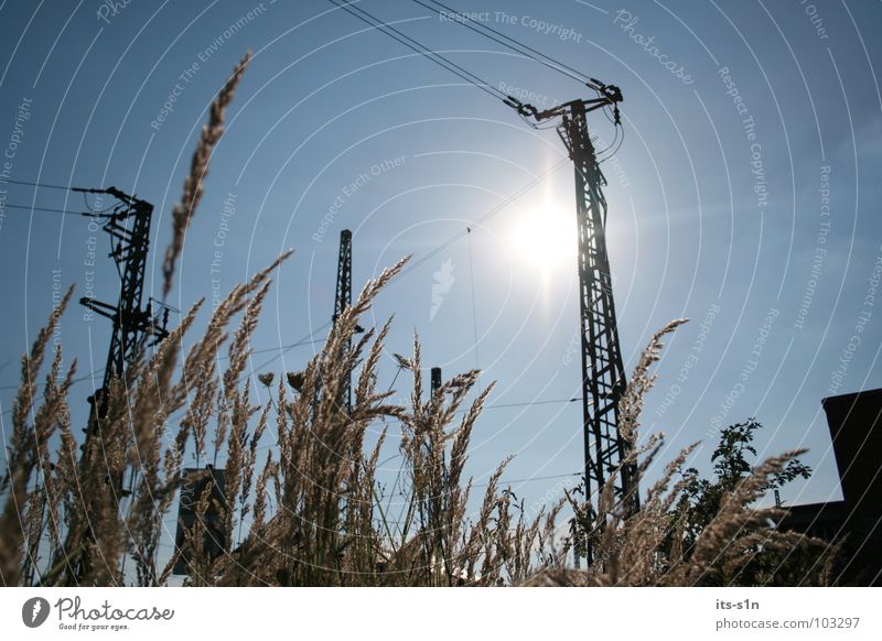 Sunny clear Yellow Physics Hot Steel Wire Electricity pylon Large Wheat Dry Beautiful Cold Clouds White Sheep Relaxation Field Radiation Longing Exterior shot