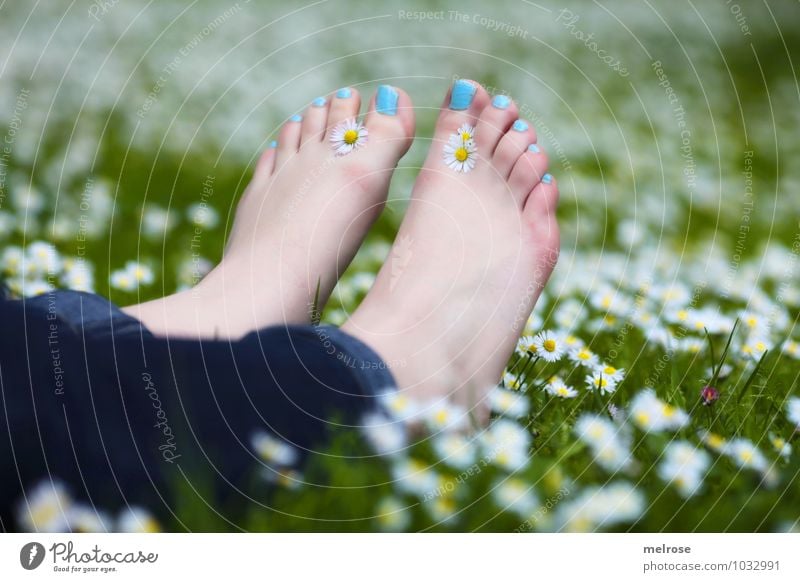 Pure relaxation II Lifestyle Feminine Young woman Youth (Young adults) Adults Legs Feet Toes toenails Barefoot 18 - 30 years Nature Summer daisy meadow Daisy